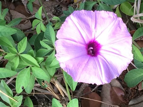 Purple Morning Glory - Hoot Acre Farm