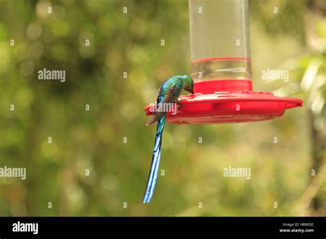 Hummingbird in Cocora Valley, Colombia Stock Photo - Alamy