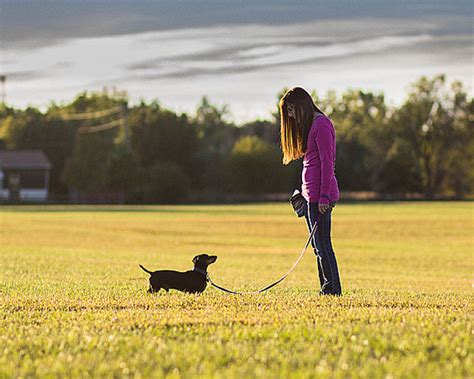 Practical Training Tips for Mini Dachshund Owners | UK Pets