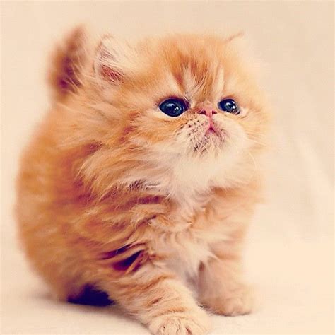 Red Persian Kitten. Oh, I want a Persian kitten so bad. Adorable ...