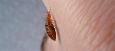 What S Worse Bed Bugs Or Carpet Beetles - Carpet Vidalondon