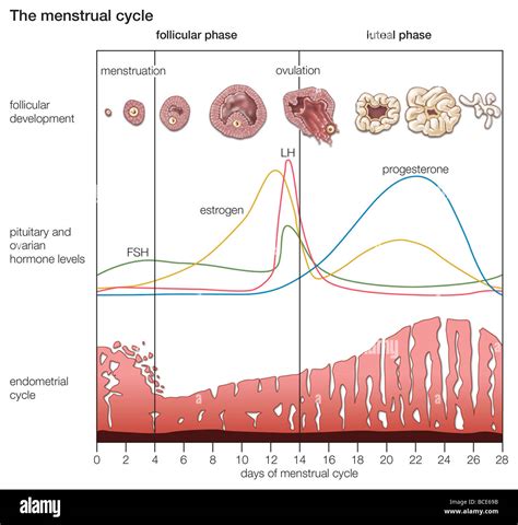 Female Reproductive Cycle Diagram