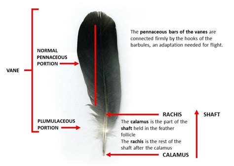 ANATOMY OF A FEATHER – Small and backyard poultry