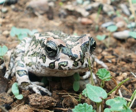 European Green Toad - poss. Variable toad | Project Noah