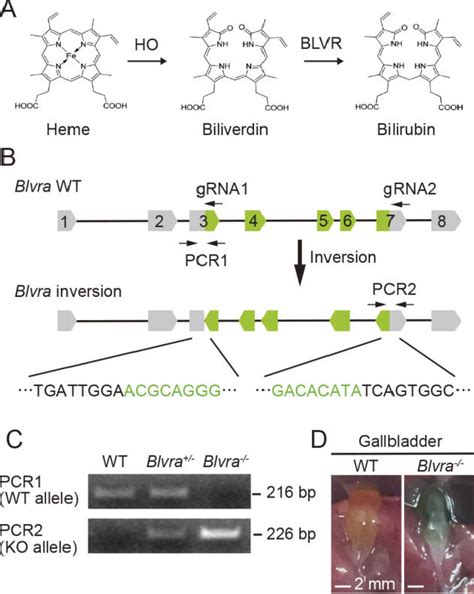 Figure 1 from Biliverdin reductase-A deficiency brighten and sensitize ...