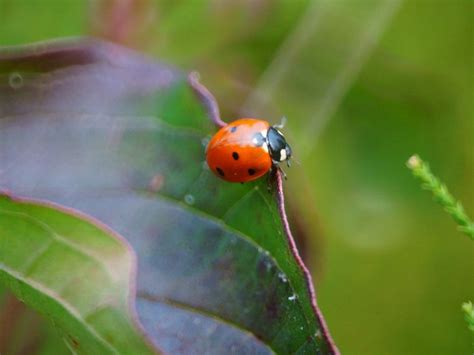 Attracting Ladybugs: Encouraging Ladybugs In The Garden