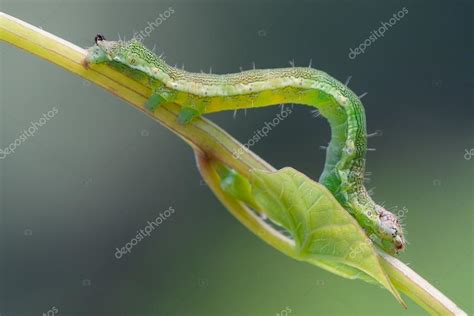 Green caterpillar Stock Photo by ©Willypd 31178829