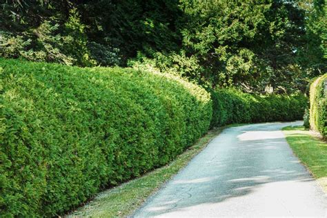 21 Best Evergreen and Flowering Shrubs for Hedges