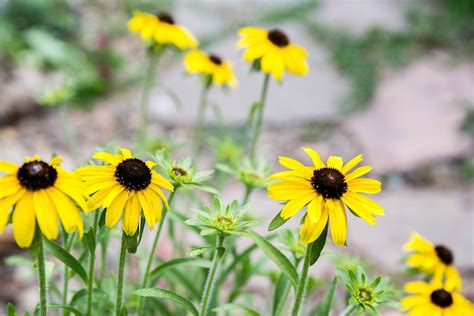 9 Great Rudbeckia Varieties