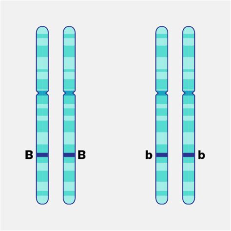 Homozygous