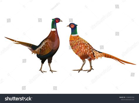 Two male ring-necked pheasants. Vector illustration isolated on white ...