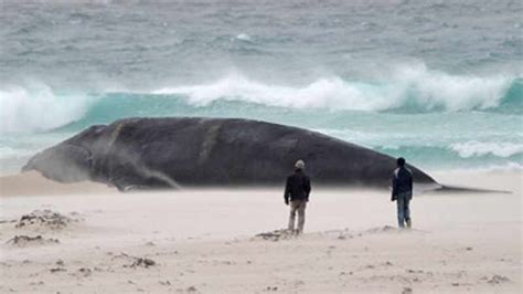 'Beached whale' causes a stir