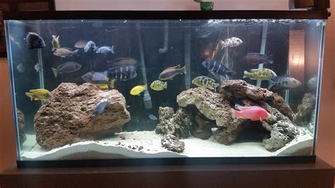 80 Gallon Adult African Cichlid Tank (48x24x16")