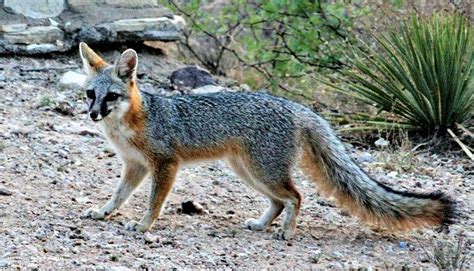 5 Fascinating Facts About Texas' Red and Gray Fox