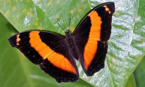 Yoma sabina (Australian lurcher butterfly)