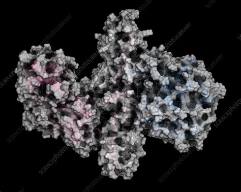 Botulinum toxin molecule, illustration - Stock Image - F019/2200 - Science Photo Library