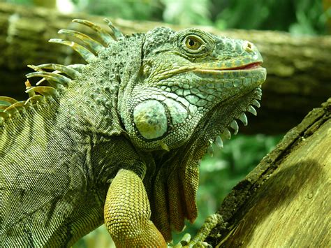 Iguana Full HD Wallpaper and Background Image | 3264x2448 | ID:346907