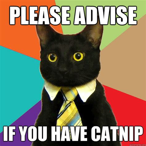 please advise if you have catnip - Business Cat - quickmeme