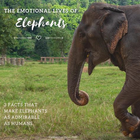 The Emotional Lives of Elephants: 3 Facts that Make Elephants as Admirable as Humans — The ...