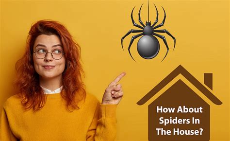 Are Household Spiders Good for Your House?