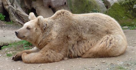 Syrian brown bear (Ursus arctos syriacus); Image ONLY