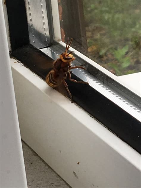 Nottingham Pest Control Asian Hornets Compared to the European Hornet ...