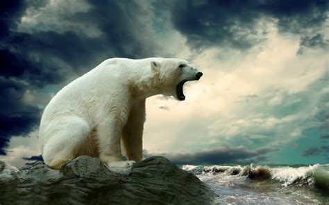 wallpaper polar bear, sitting, thick HD : Widescreen : High Definition : Fullscreen