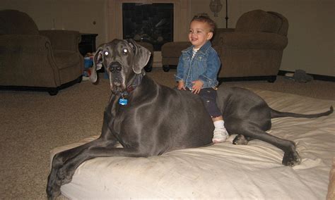 Biggest dog in the world: Meet George the 7ft long Great Dane... who's terrified of chihuahuas ...