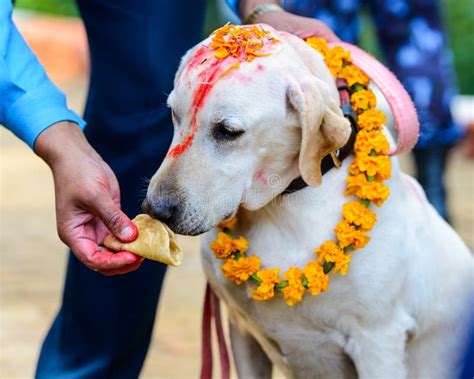 Kukur Tihar Stock Photos - Free & Royalty-Free Stock Photos from Dreamstime