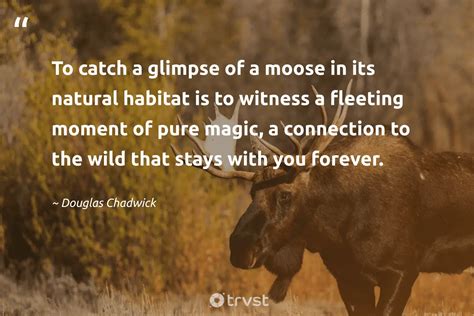 25 Moose Quotes About The Graceful Giant Of The North