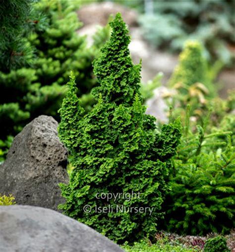 Thuja occidentalis 'IslPrim' Primo® Dwarf Arborvitae - Kigi Nursery