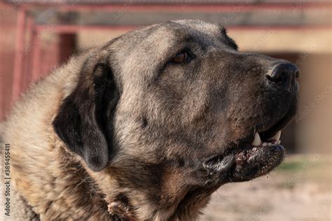 Side view of beautiful anatolian shepherd dog (sivas kangal kopek ...