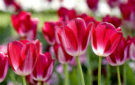 Desktop Spring Flowers | Best Free HD Wallpaper