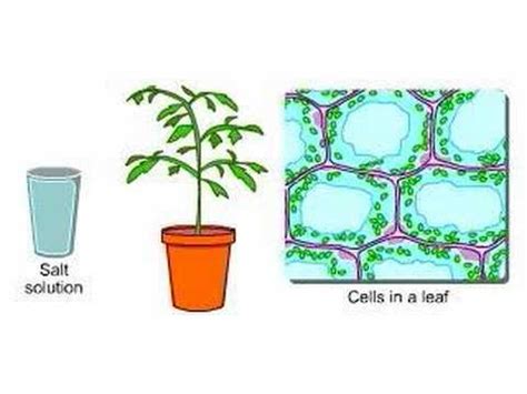 Plants and Osmosis - YouTube