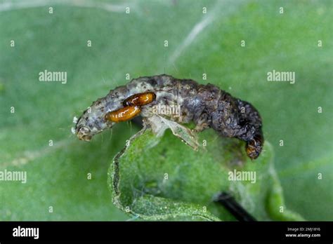 Moth caterpillar killed by larvae of Tachinid fly (Tachinidae sp). Parasitoids of other insects ...