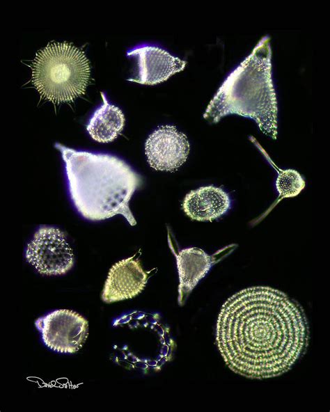 Radiolarians Photograph by David Salter - Fine Art America