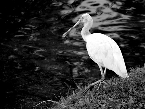 Spoonbill Bird Free Stock Photo - Public Domain Pictures