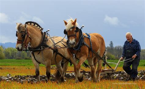 Horses & Plows Look Like Salt Of The Earth - Sass In Boots