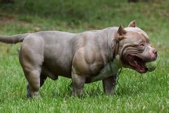 Top 100 American Bully Dog Names: The Ultimate List of 2023