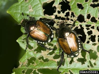 Is It Japanese Beetle in the Field or Something Else | Integrated Crop Management