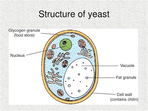 Fungi. - ppt download