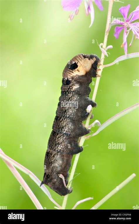 Small Elephant Hawk Moth Caterpillar UK Stock Photo - Alamy