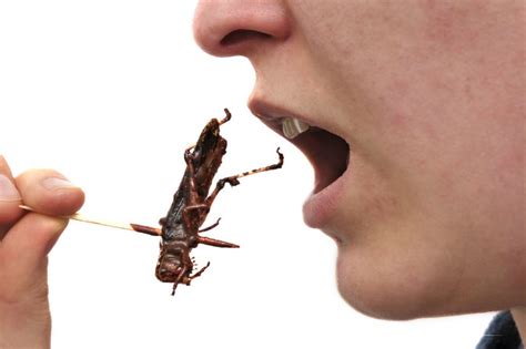 11 Bugs a Lot of People Love to Eat