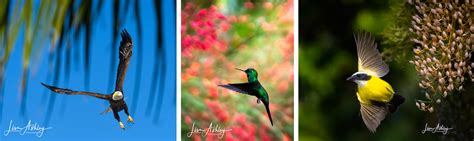 Bird Photography Tips