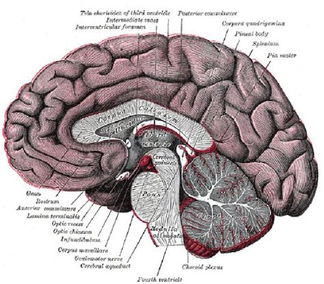 Brian Owens Image: Human Brain Diagrams