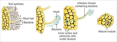 What are the steps involved in formation of a root nodule?