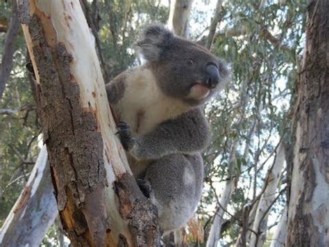 Narrandera Water Tower Art Trail | NSW Holidays & Accommodation, Things ...