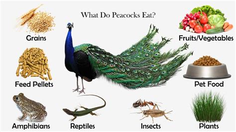 What Do Peacocks Eat? | Food animals, Peacock foods, Peafowl