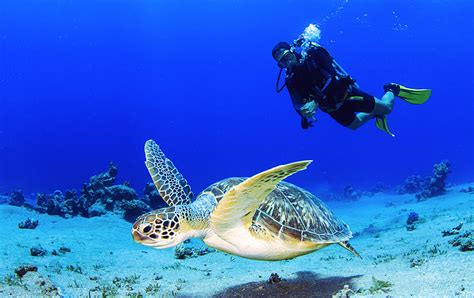 Scuba diving St. Lucia: Best spots & what to expect | SANDALS