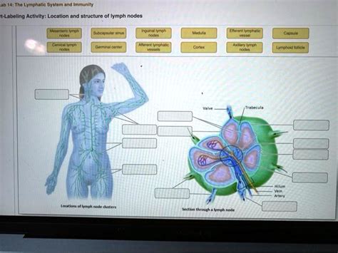 ab 14: The Lymphatic System and Immunity Labeling Activity: Location and structure of lymph ...